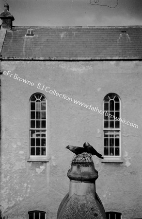 JACKDAW ON CHIMNEY POT